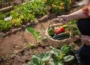 ogrodzie warzywnym
